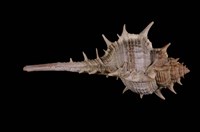 藏品(寶島骨螺)的圖片